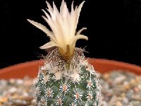 Turbinicarpus schmiedickeanus ssp. dickisoniae ©JLcoll.4420.jpg